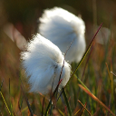 Eriophorum scheuchzeri